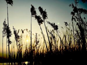 Plattdeutes Wort des Jahres mit Lütt-Mariken entdecken